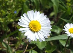  Nature Fleurs du Jardin