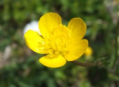  Nature Fleurs du Jardin