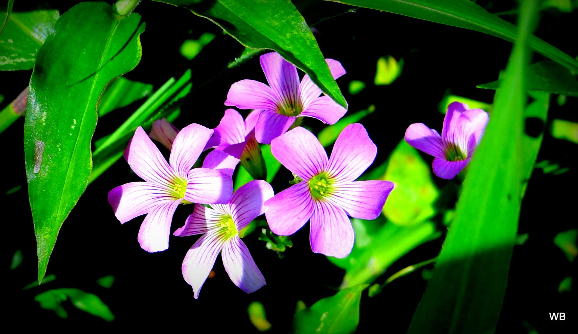 Wallpapers Nature Flowers fleurs sauvages des antilles