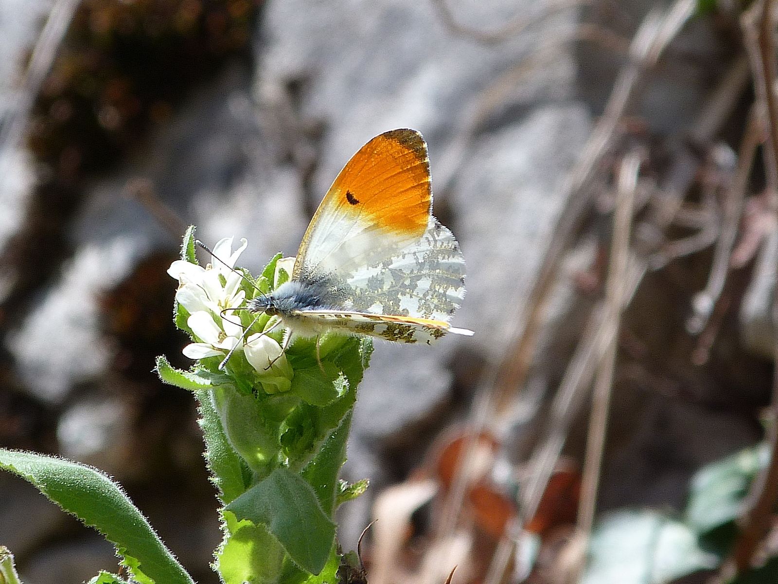 Fonds d'cran Animaux Insectes - Papillons l'aurore