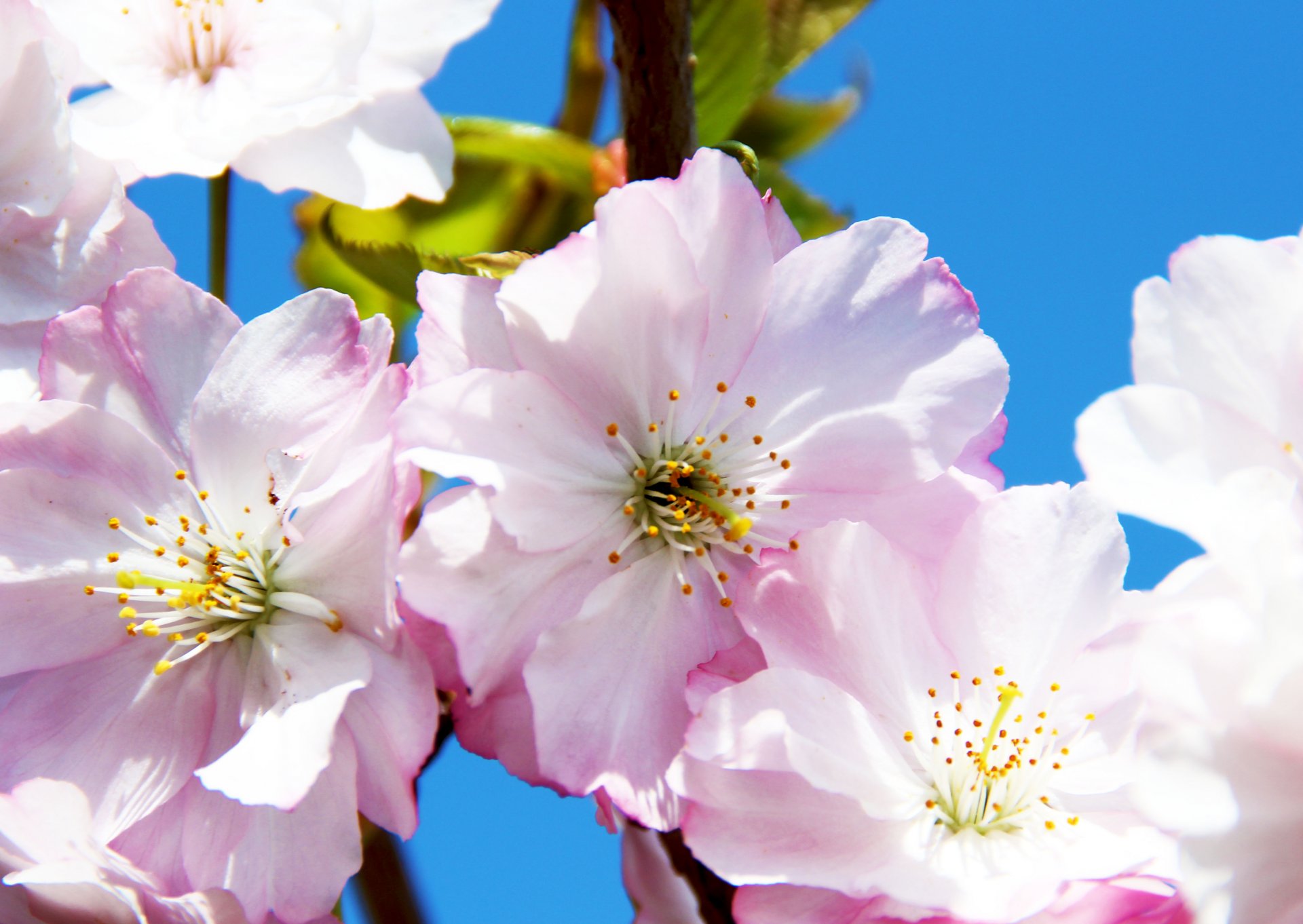 Wallpapers Nature Flowers Pink of life