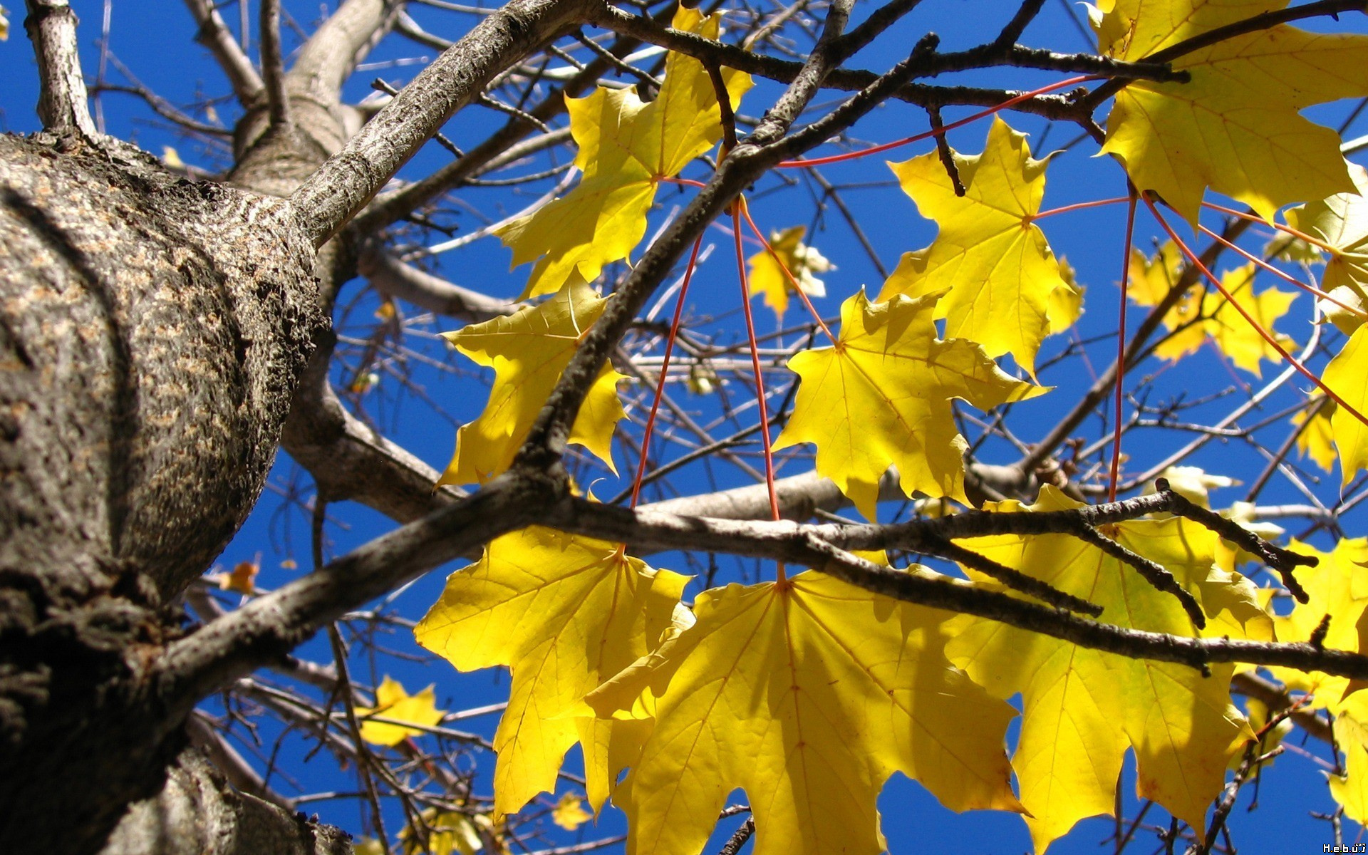 Fonds d'cran Nature Feuilles - Feuillages 