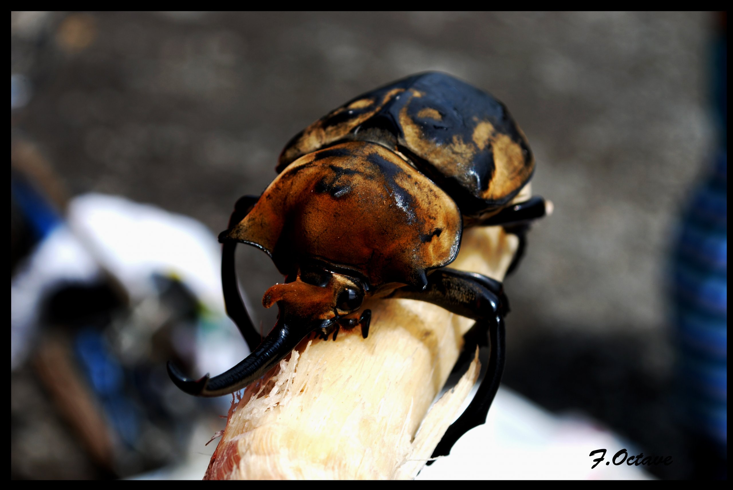 Wallpapers Animals Insects - Beetles Scarabe Capricorne