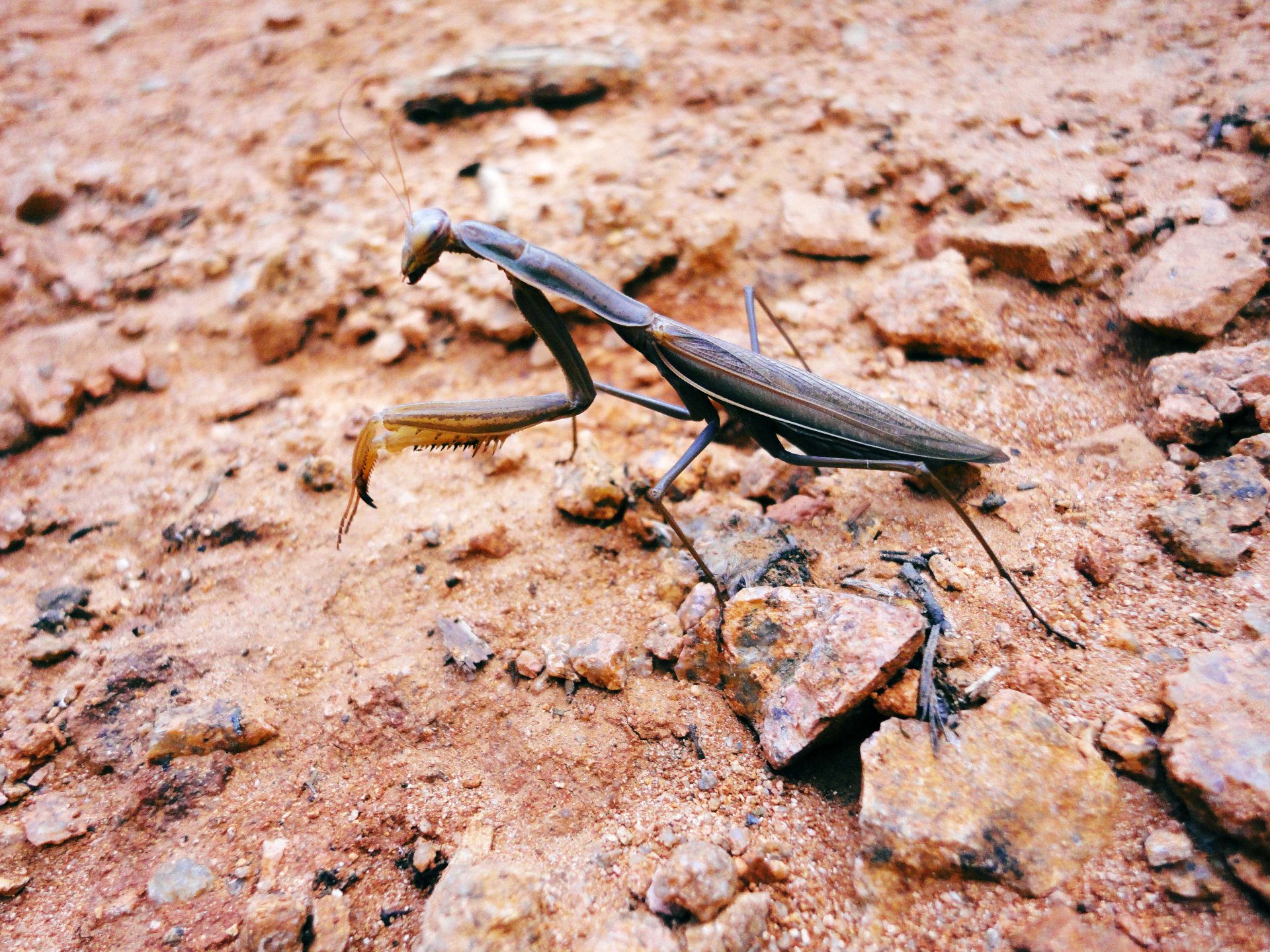 Fonds d'cran Animaux Insectes - Mantes religieuses The praying mantis Warrior