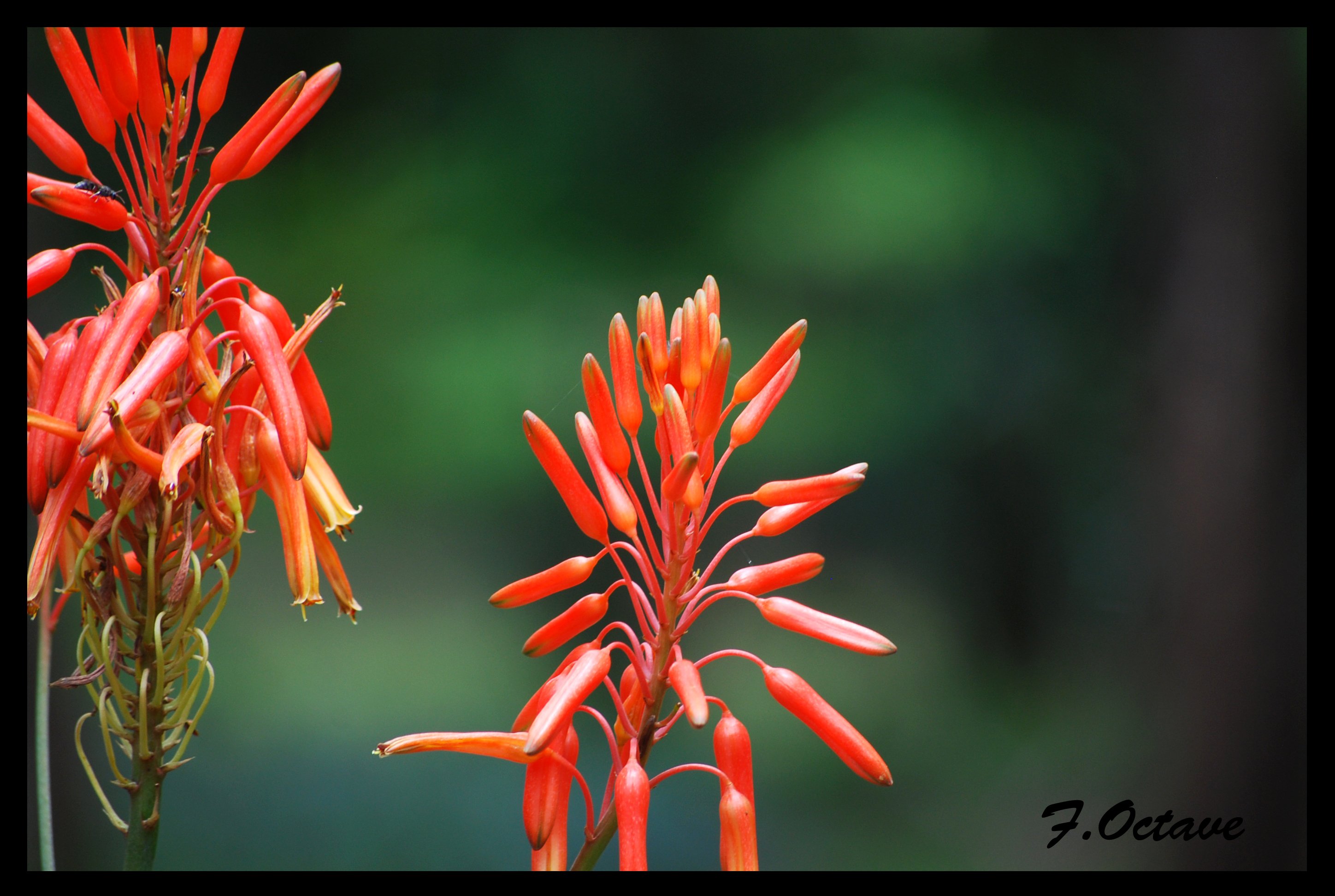 Fonds d'cran Nature Fleurs Fleur Fleur !!