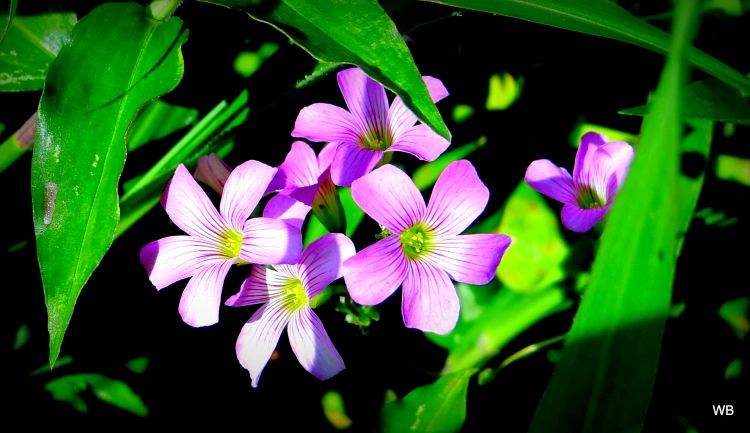 Wallpapers Nature Flowers fleurs sauvages des antilles