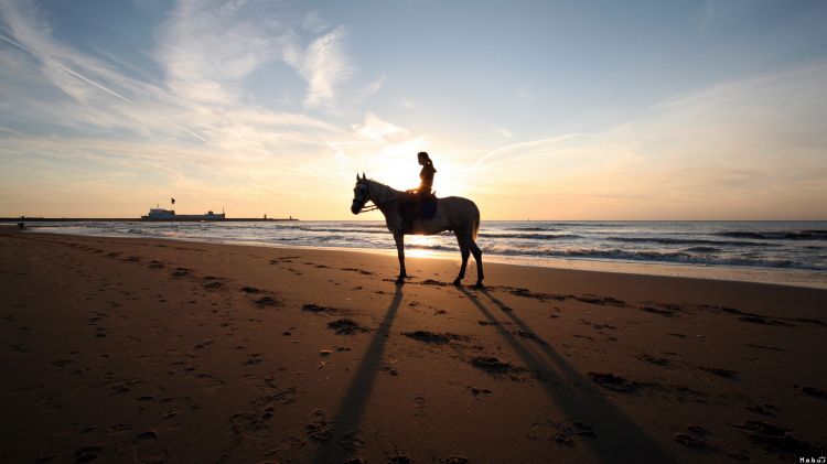 Fonds d'cran Animaux Chevaux Wallpaper N296461