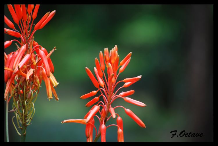 Fonds d'cran Nature Fleurs Fleur Fleur !!