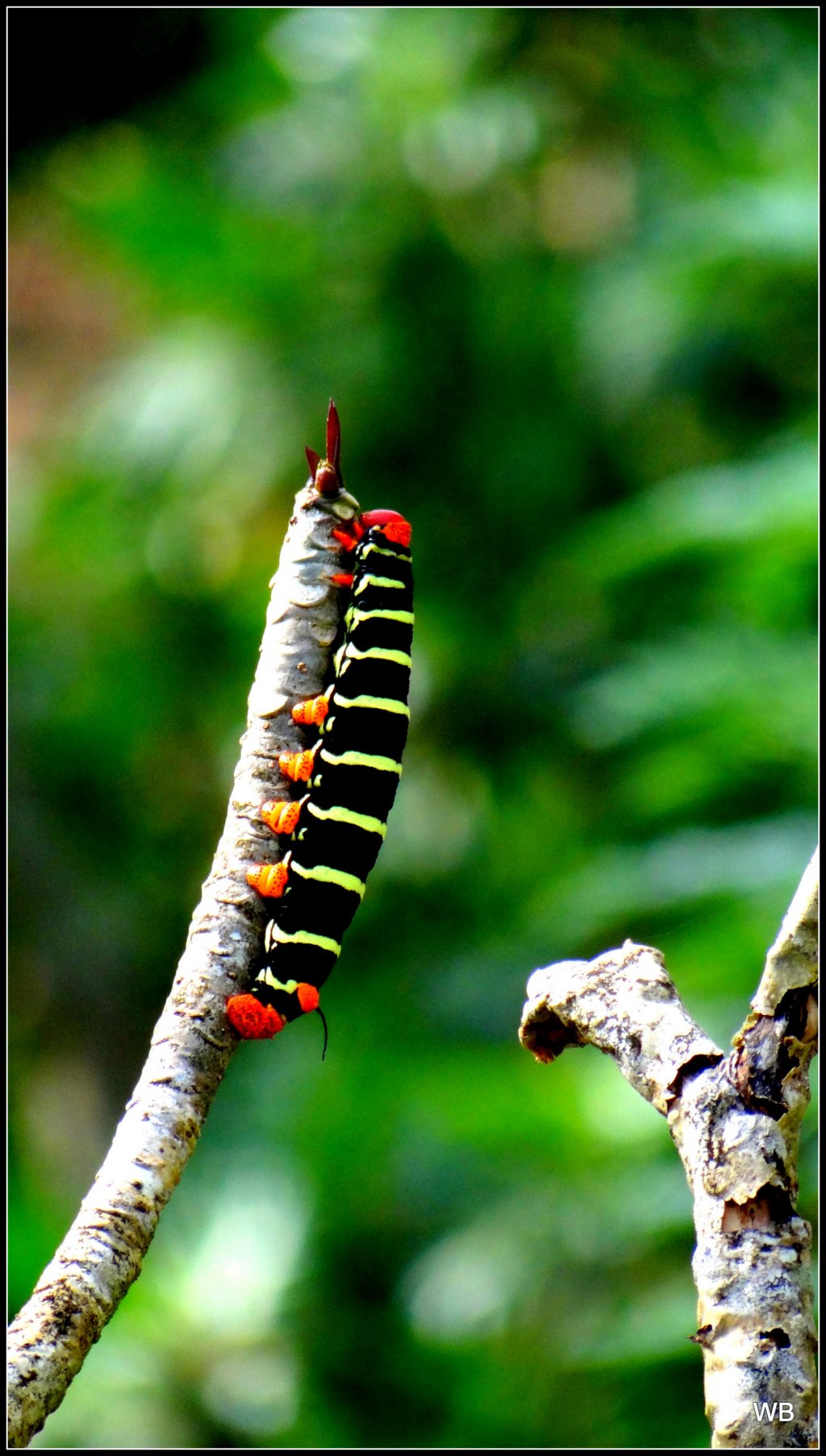 Fonds d'cran Animaux Insectes - Chenilles 