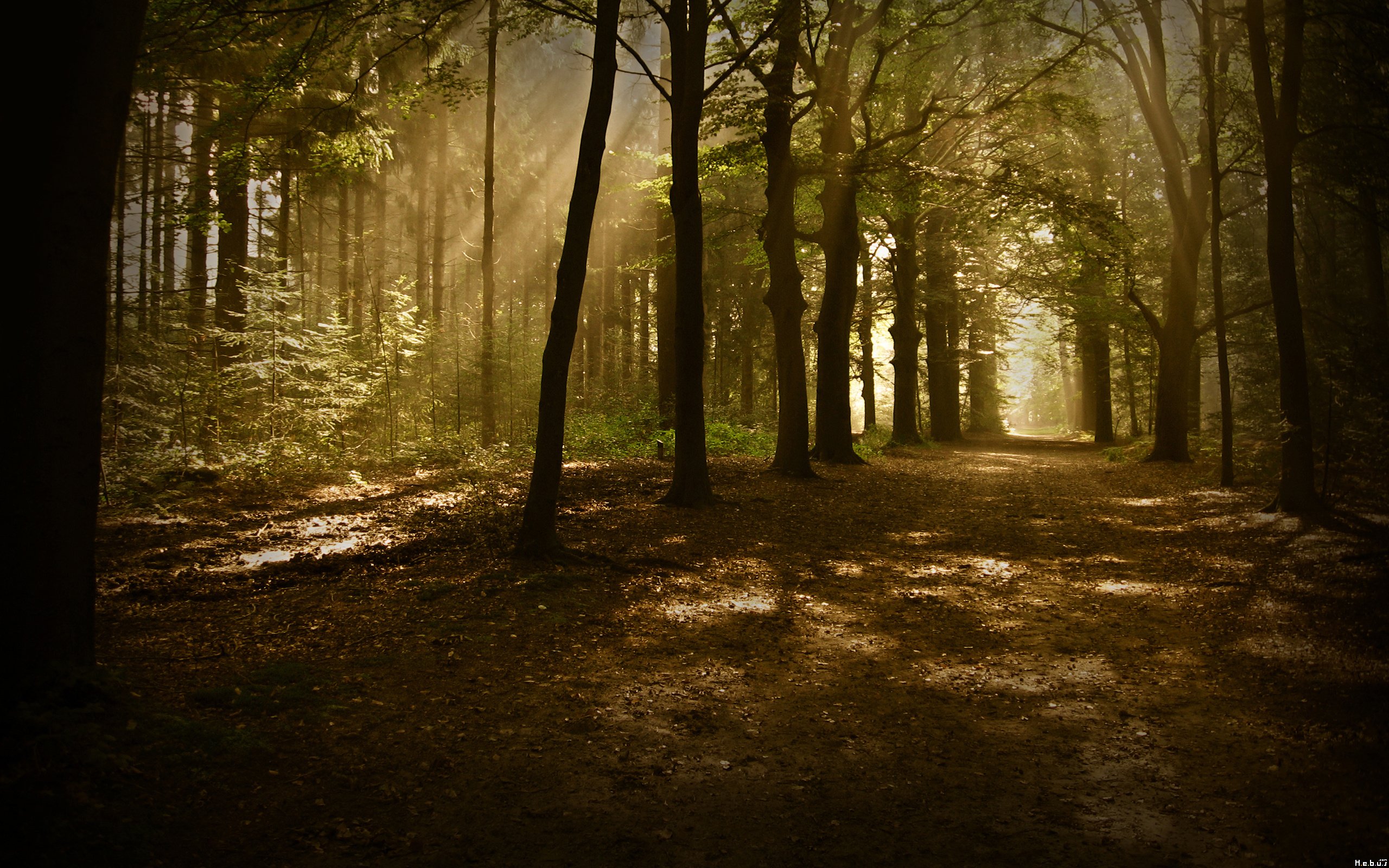 Fonds d'cran Nature Arbres - Forts 