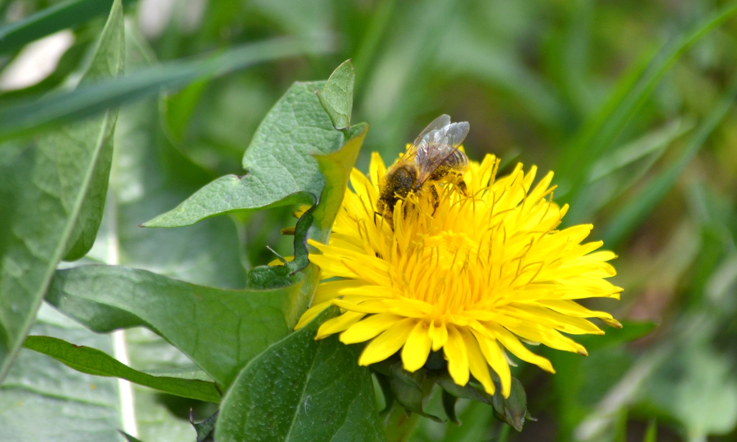 Fonds d'cran Animaux Insectes - Abeilles Gupes ... 