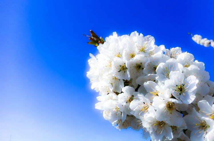 Fonds d'cran Nature Fleurs printemps