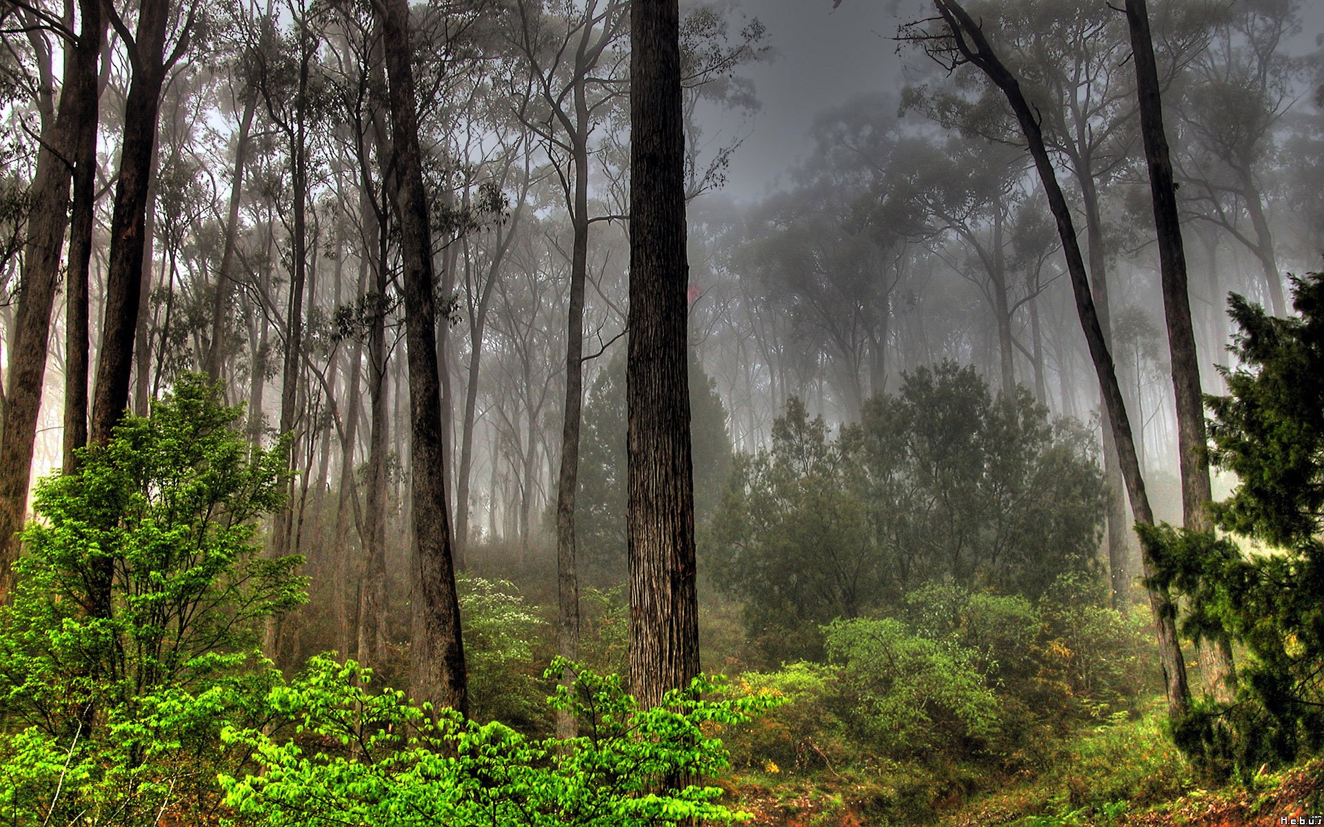 Fonds d'cran Nature Arbres - Forts 