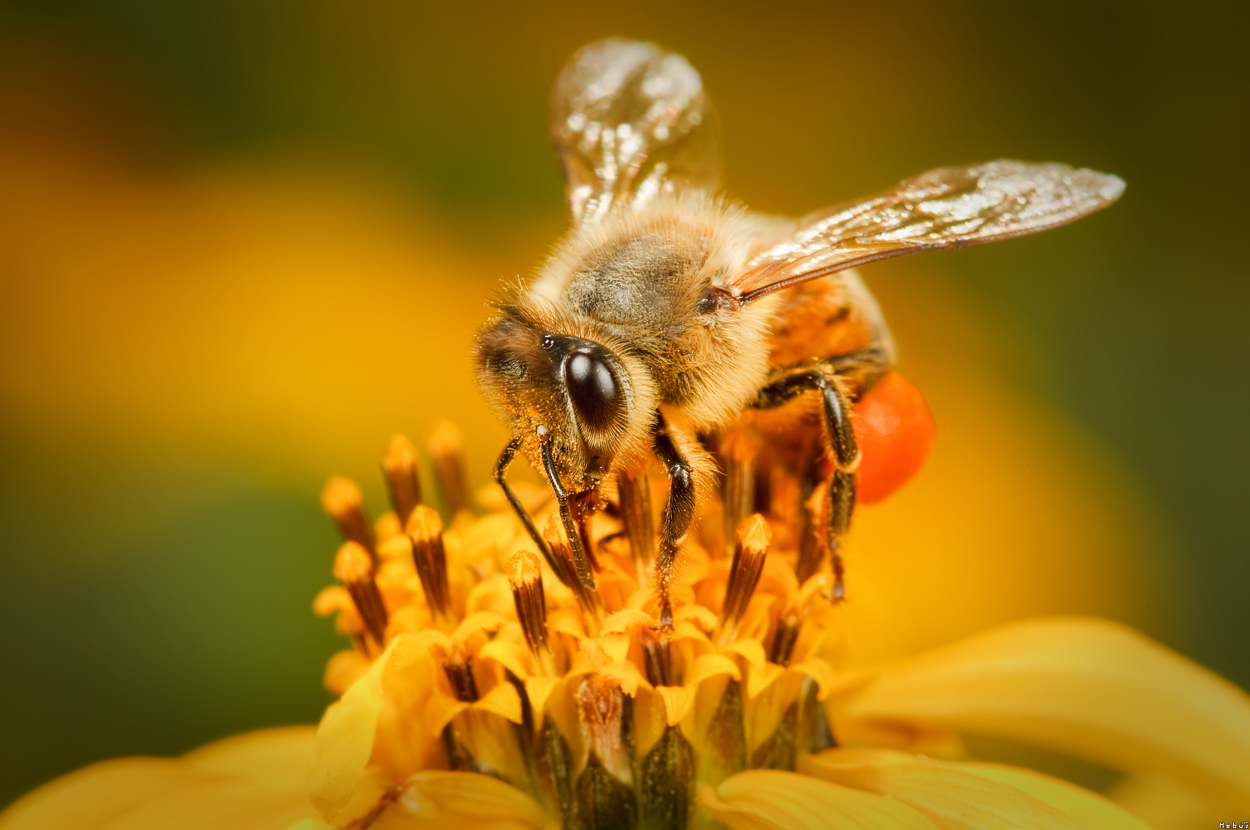 Fonds d'cran Animaux Insectes - Abeilles Gupes ... 