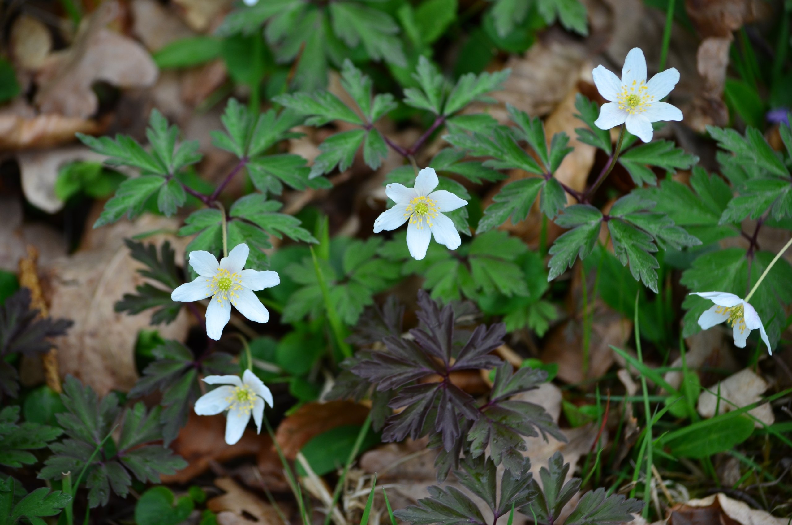 Wallpapers Nature Flowers 