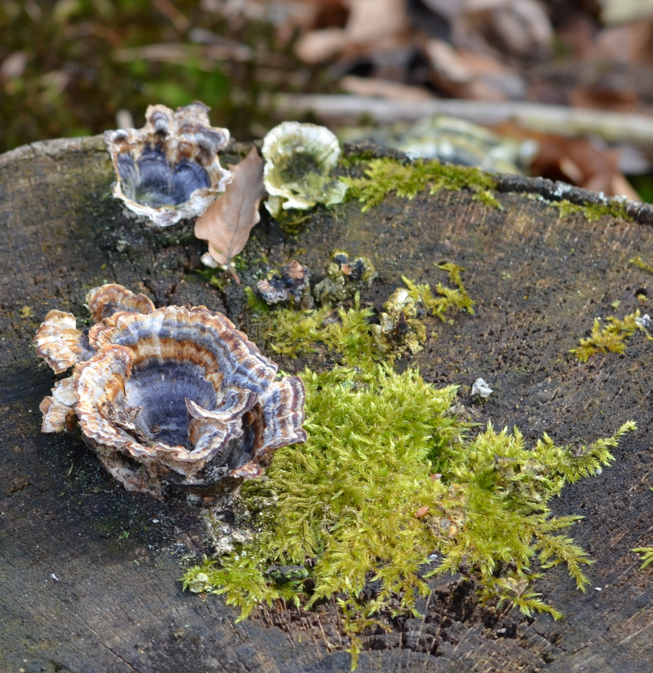 Fonds d'cran Nature Champignons 