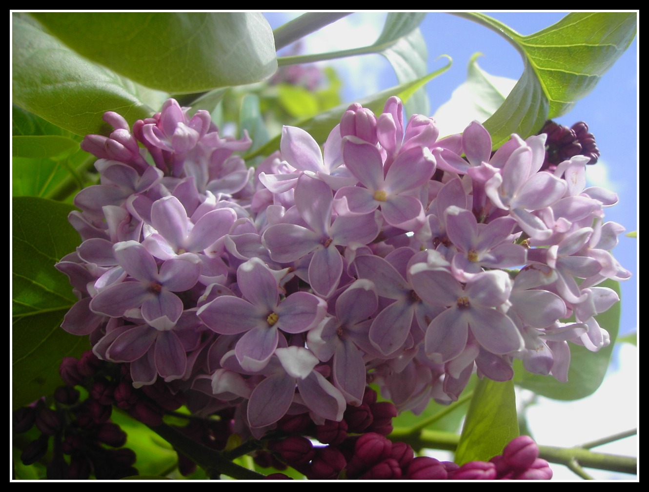 Fonds d'cran Art - Numrique Nature - Fleurs 