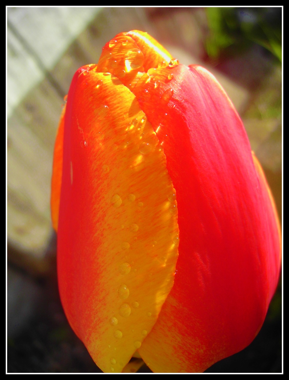 Fonds d'cran Art - Numrique Nature - Fleurs 