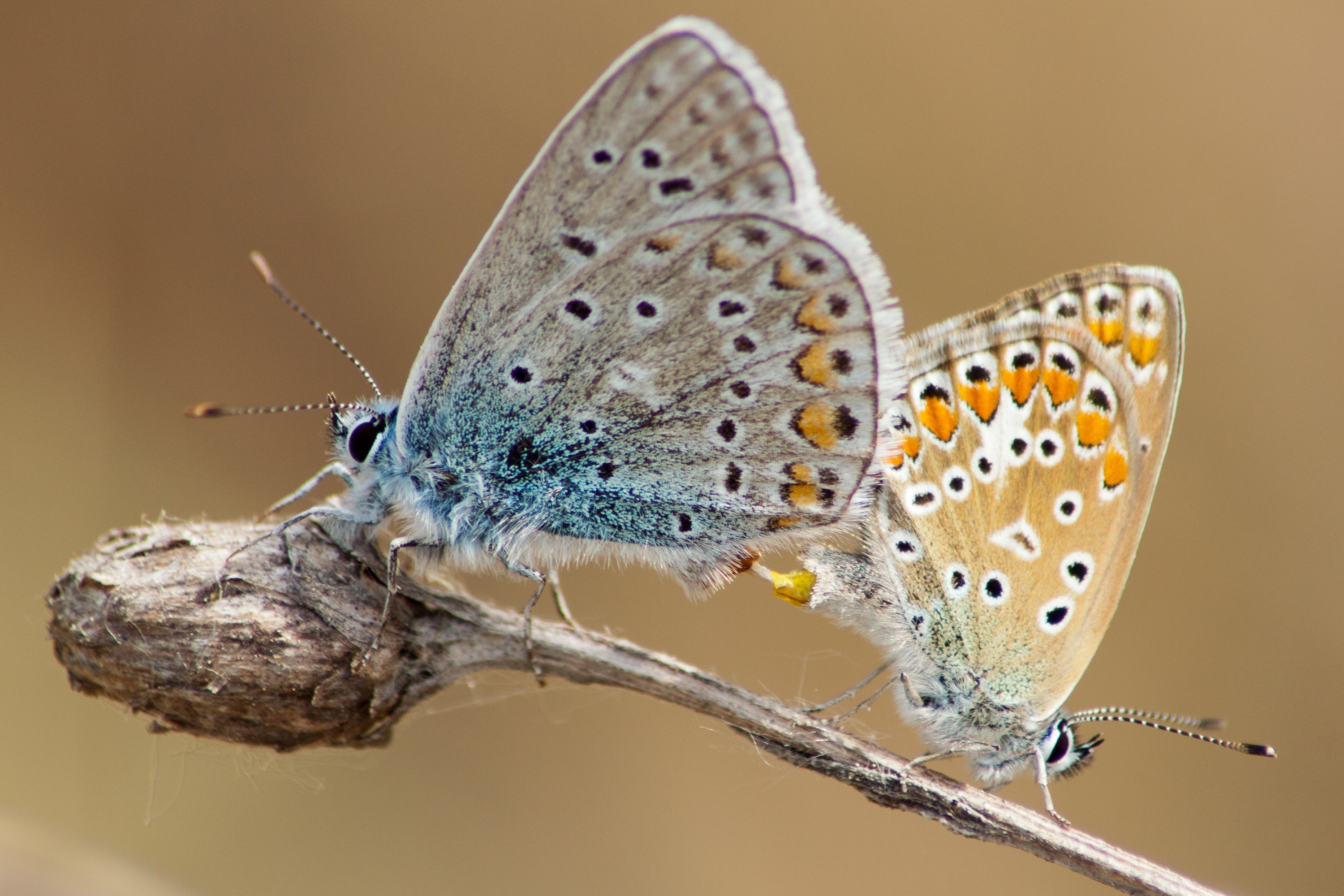 Fonds d'cran Animaux Insectes - Papillons 