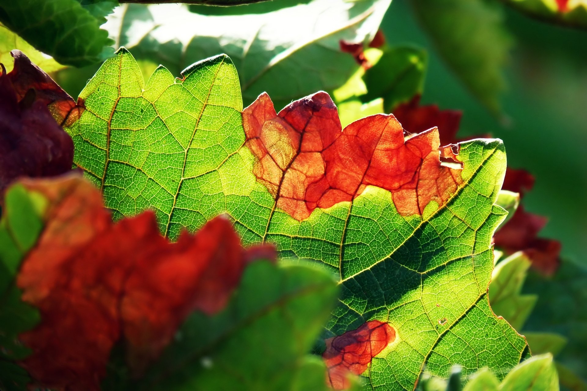 Fonds d'cran Nature Feuilles - Feuillages Photosynthesis is working