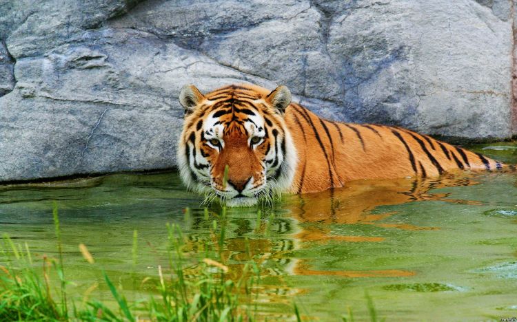 Fonds d'cran Animaux Flins - Tigres Wallpaper N296569