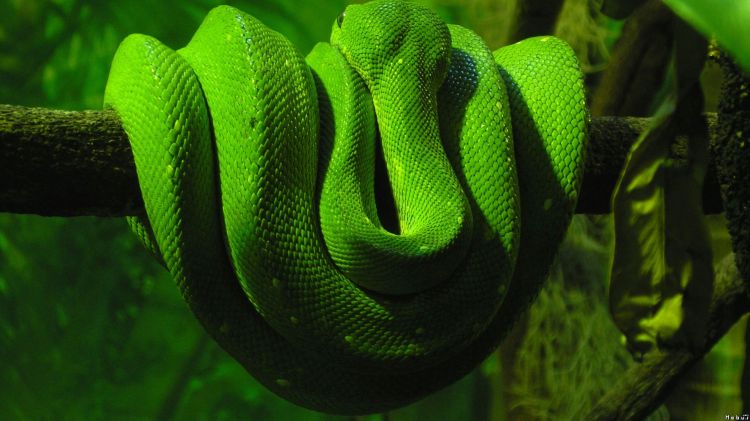 Fonds d'cran Animaux Serpents Wallpaper N296652