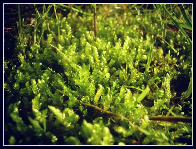 Wallpapers Nature Moss - Lichens mousse