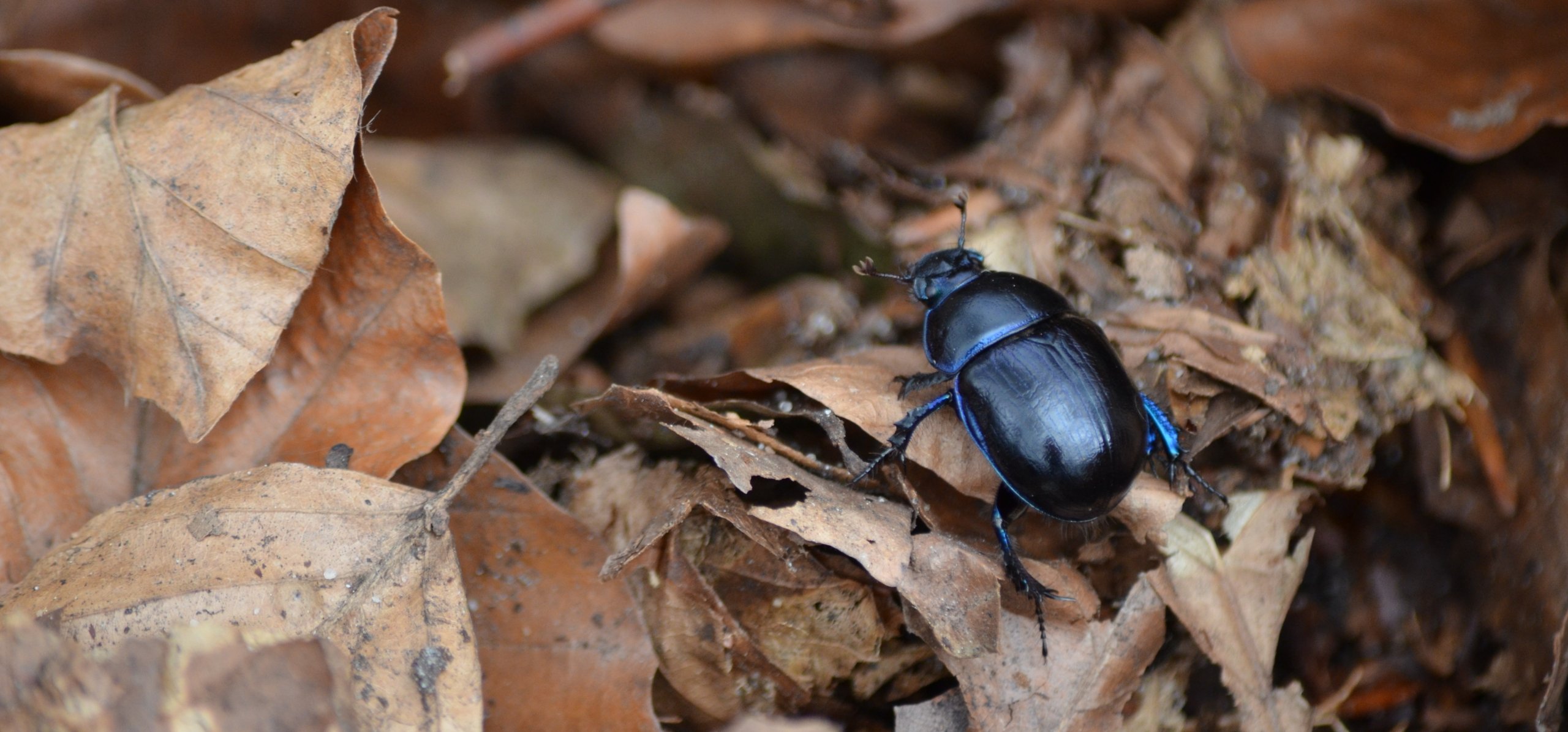 Fonds d'cran Animaux Insectes - Scarabes 