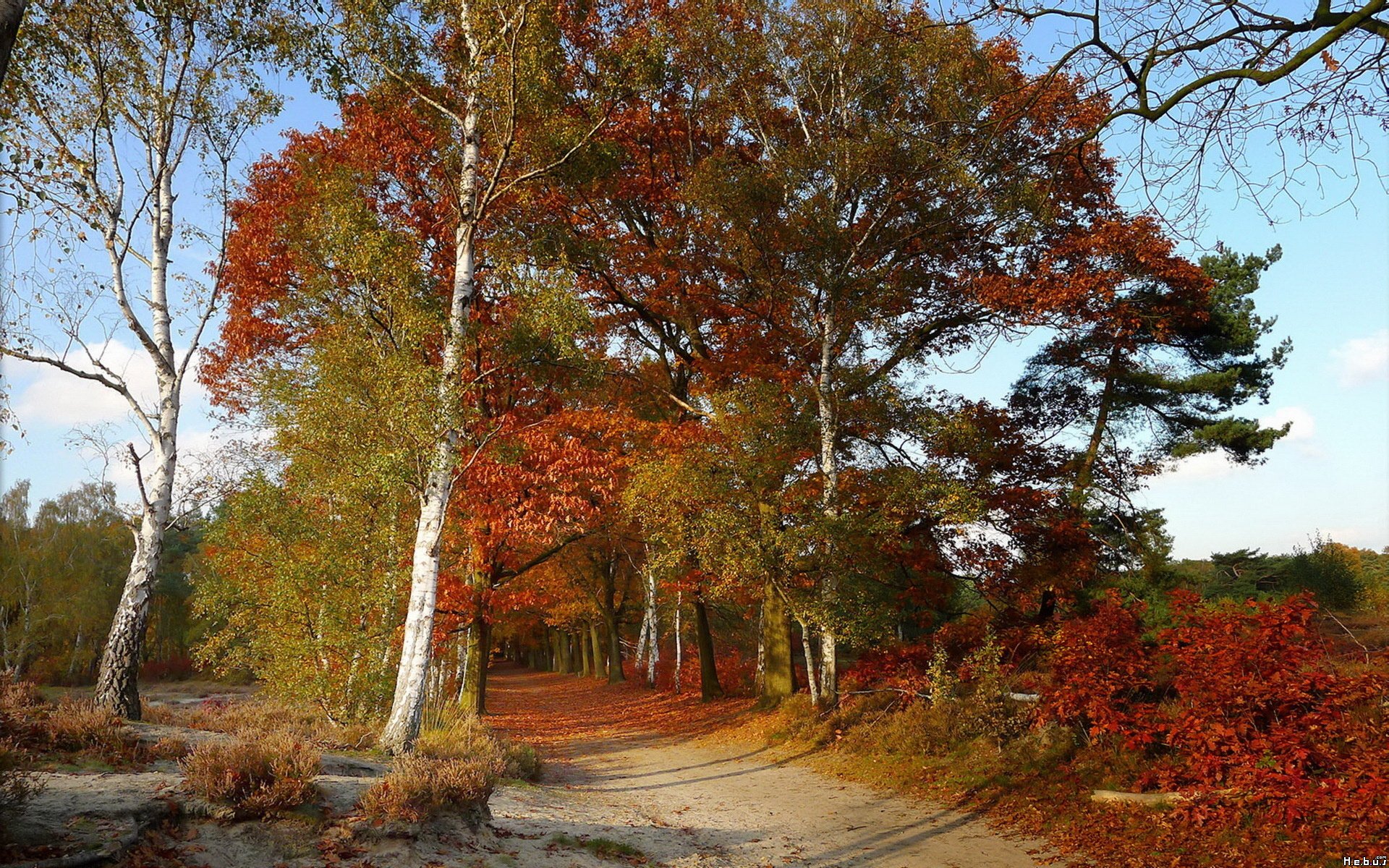 Fonds d'cran Nature Chemins 