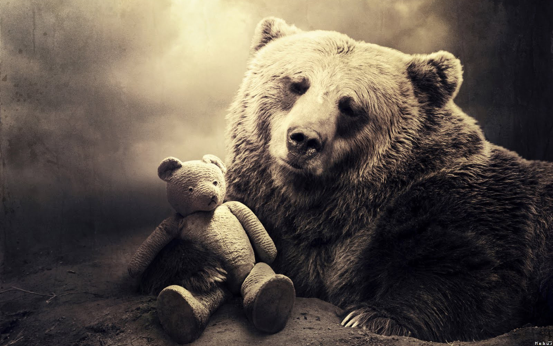 Wallpapers Animals Bears 