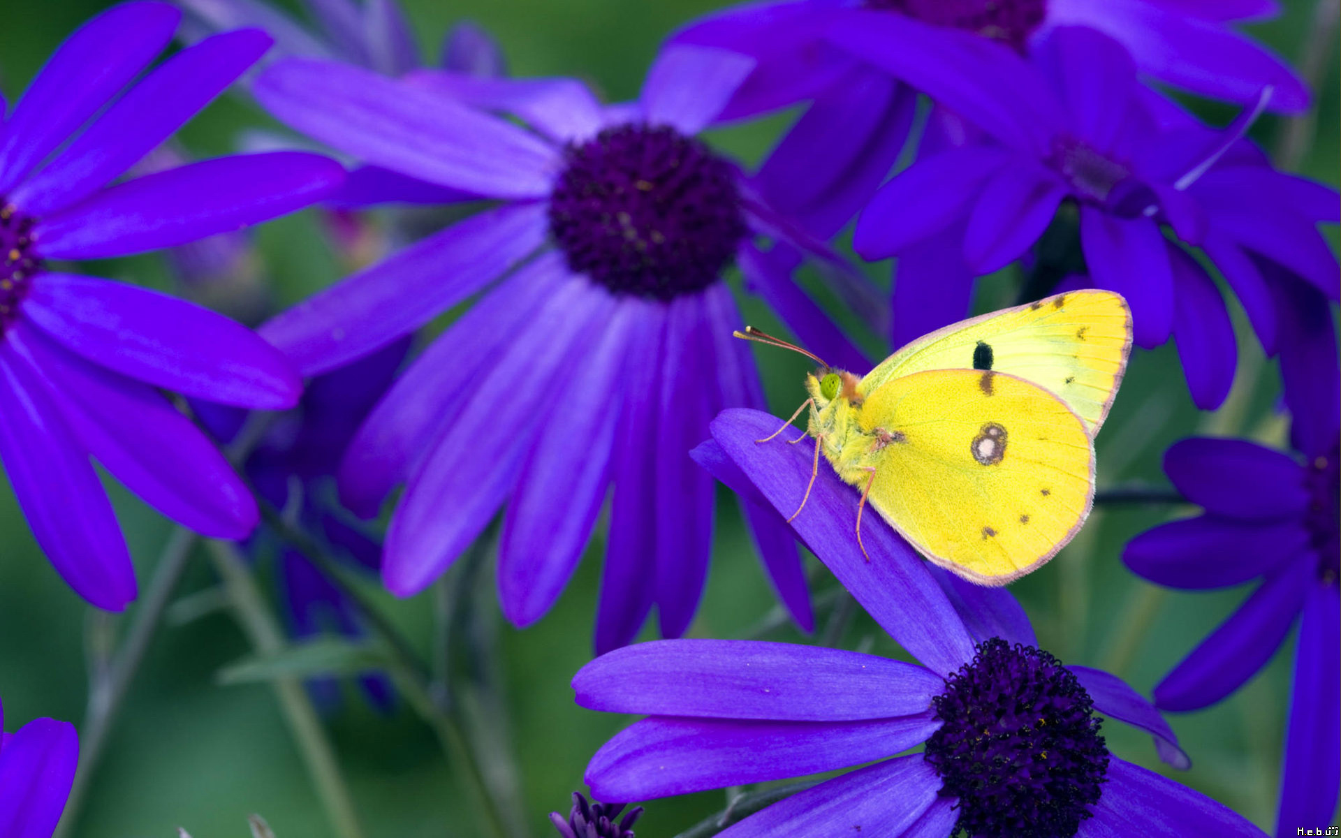 Fonds d'cran Animaux Insectes - Papillons 