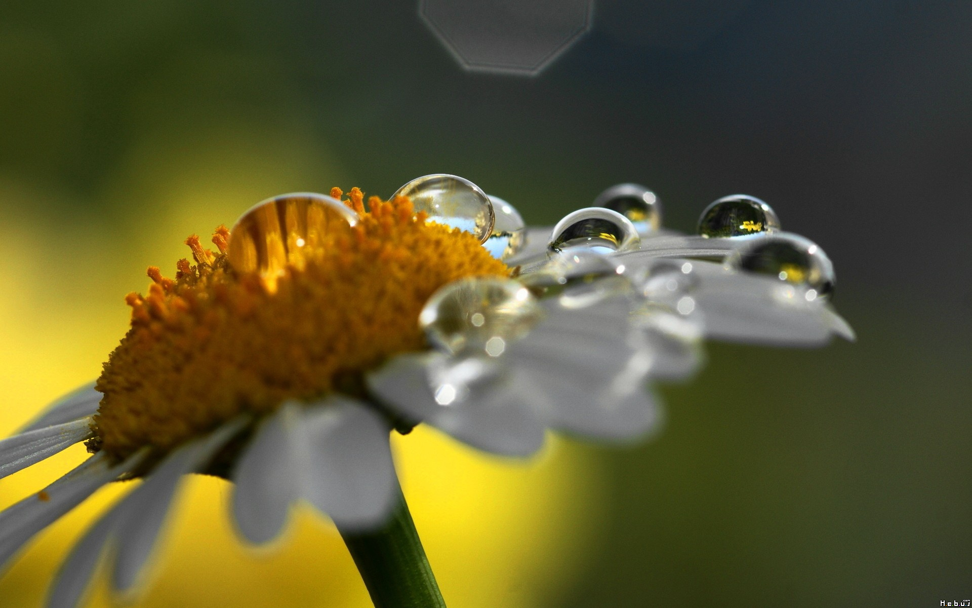 Fonds d'cran Nature Fleurs 