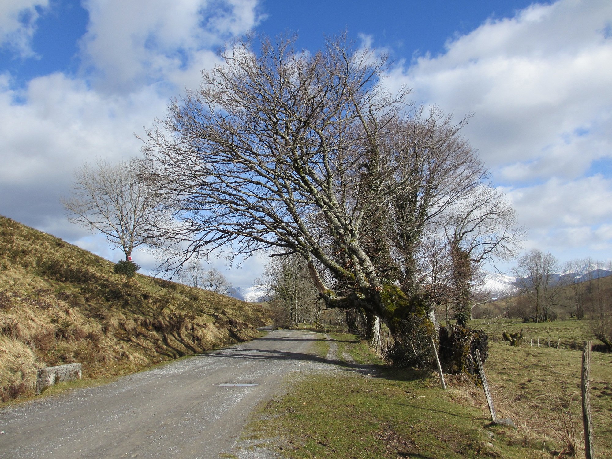 Fonds d'cran Nature Chemins Chemin, plateau du Benou, Pyrnes atlantiques