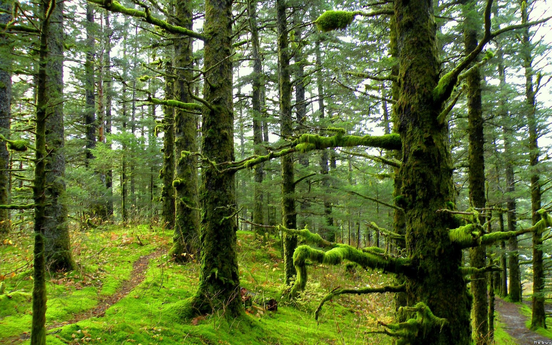 Fonds d'cran Nature Arbres - Forts 