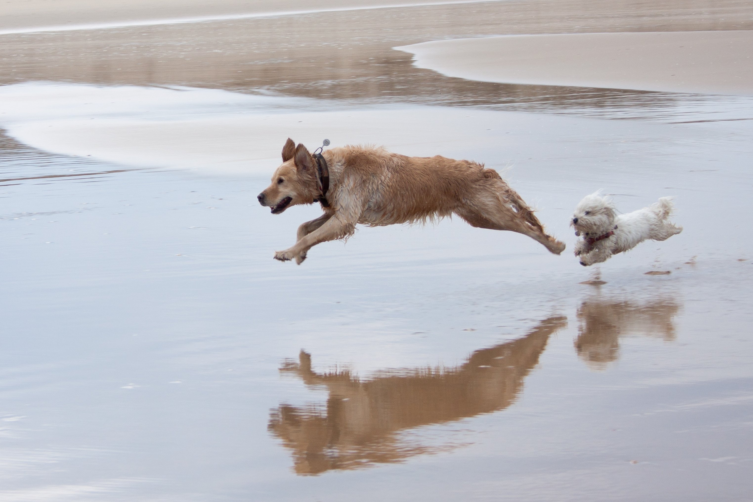 Fonds d'cran Animaux Chiens boheme et ewyn