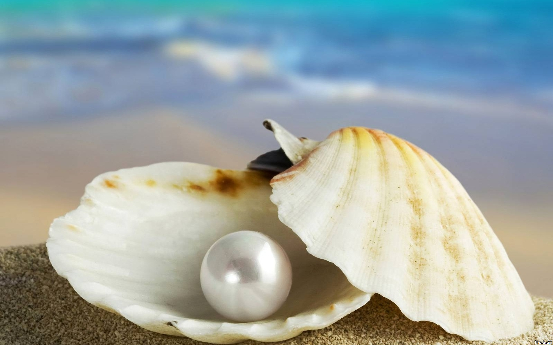 Wallpapers Nature Shells 