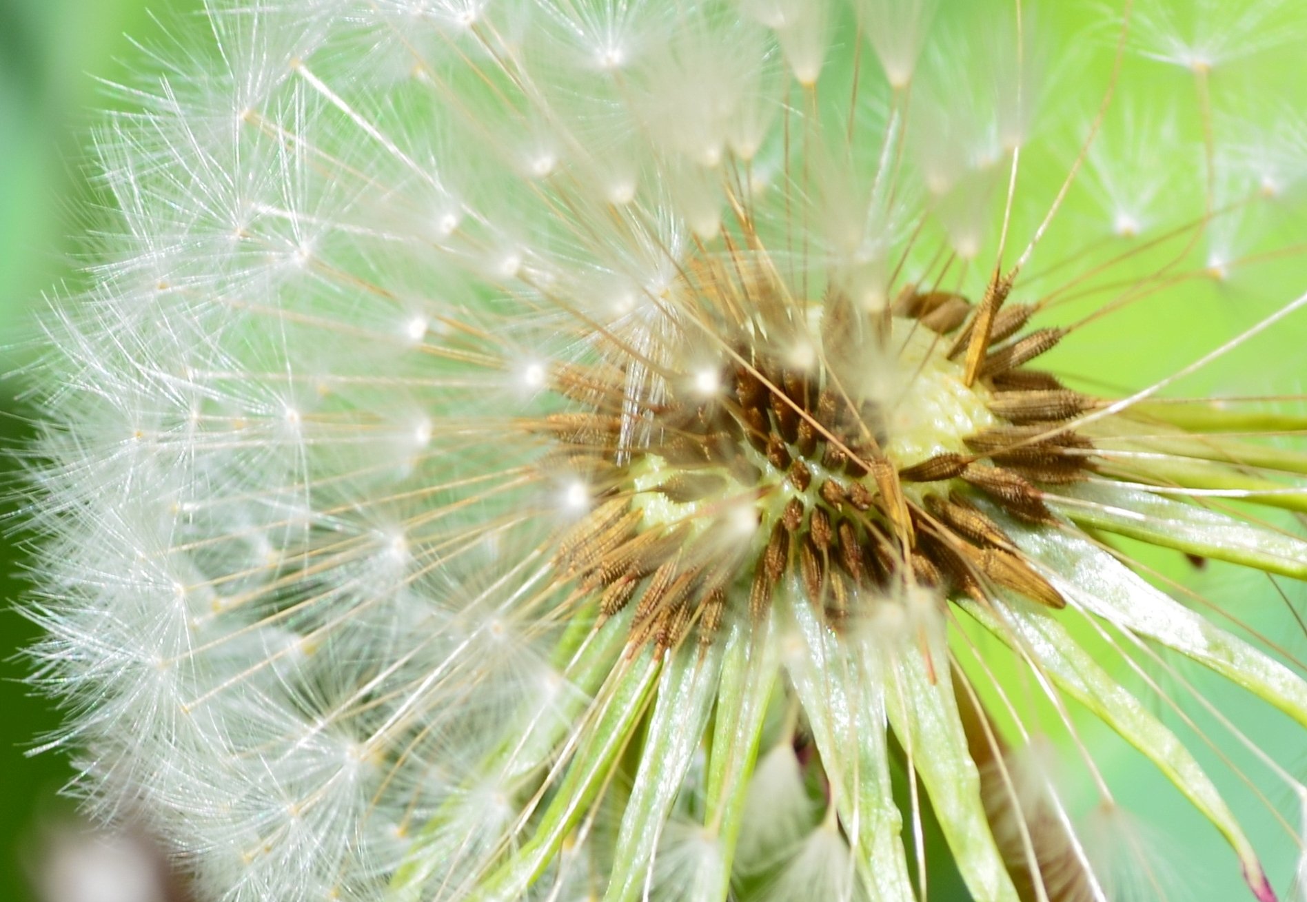 Fonds d'cran Nature Fleurs 