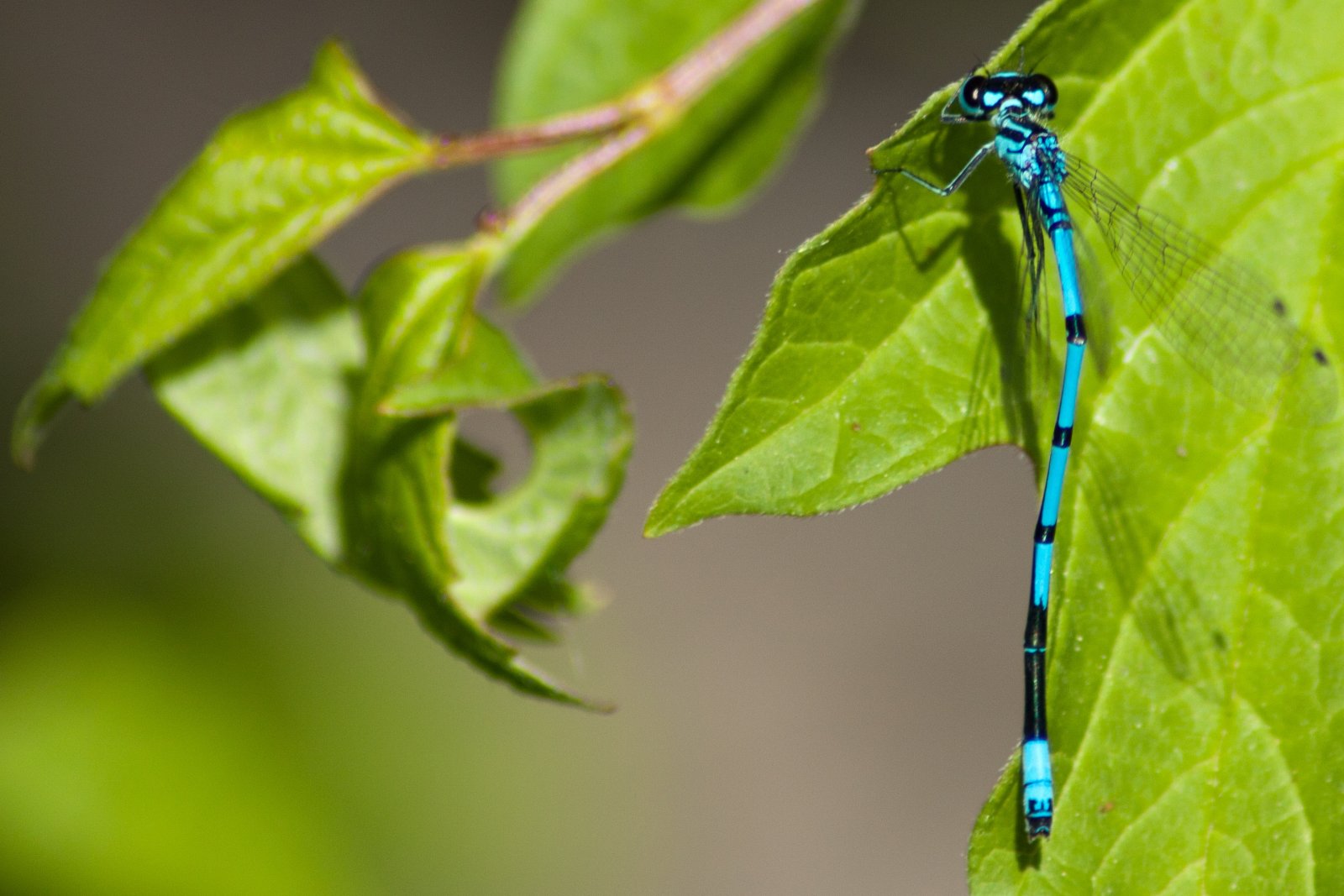 Wallpapers Animals Insects - Dragonflies 