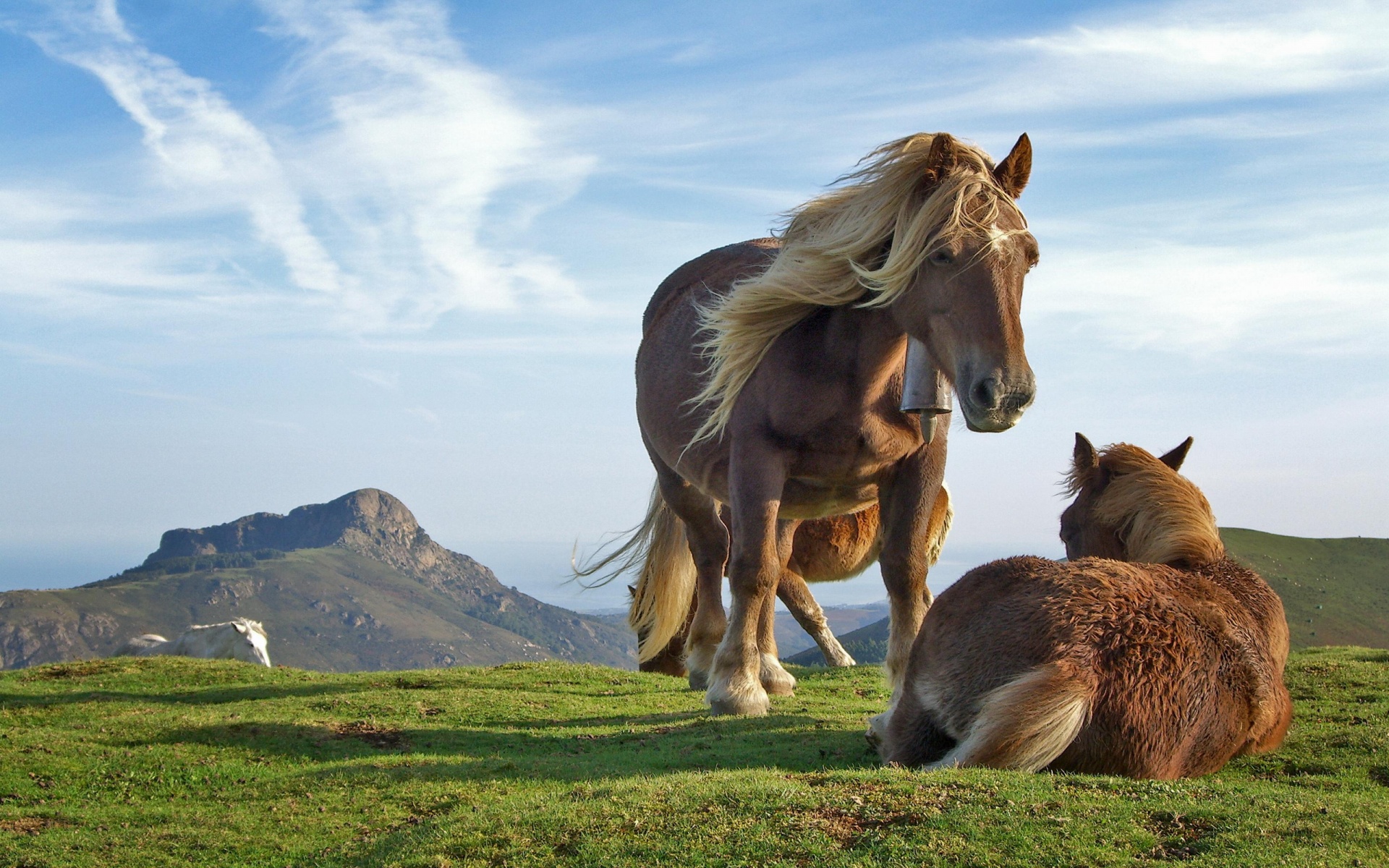 Fonds d'cran Animaux Chevaux animaux chevaux tigre chenille