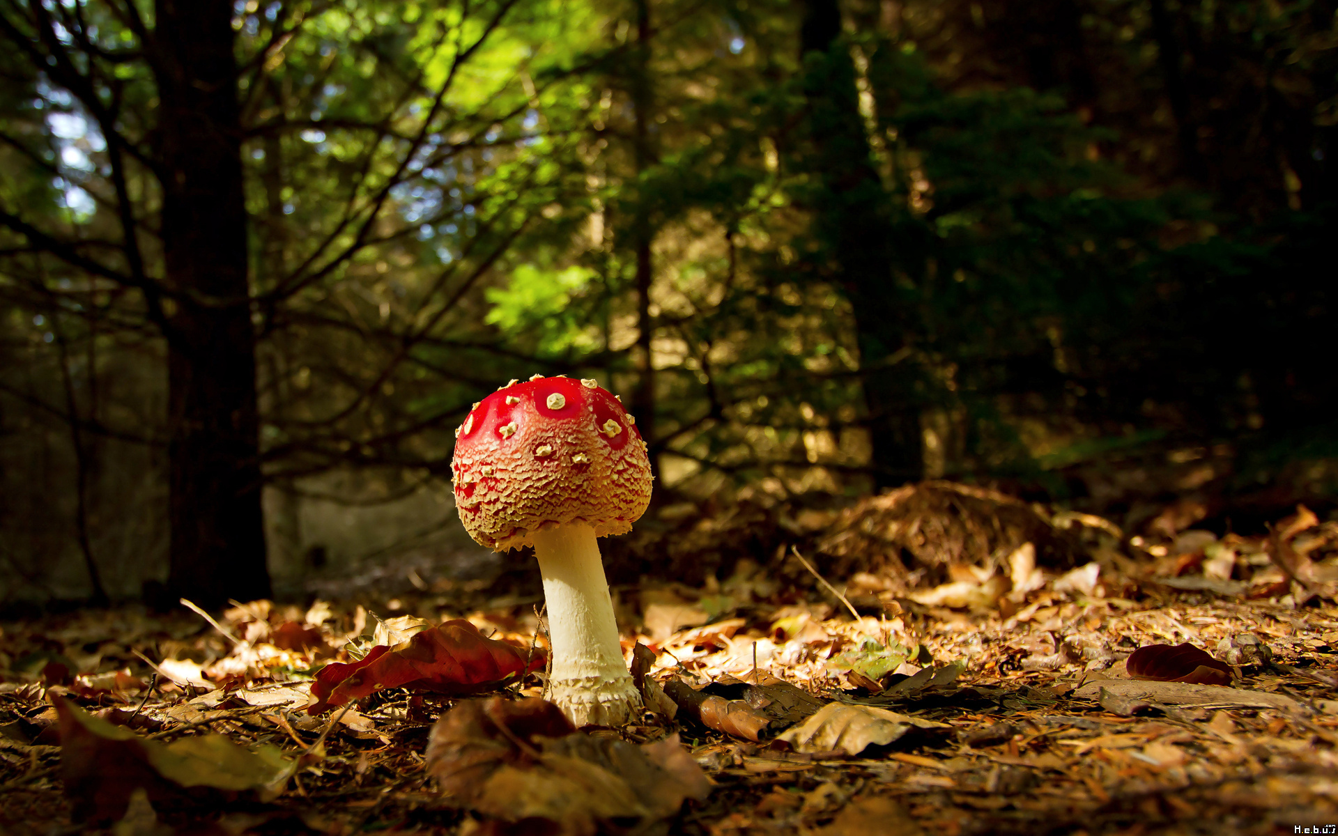 Fonds d'cran Nature Champignons 