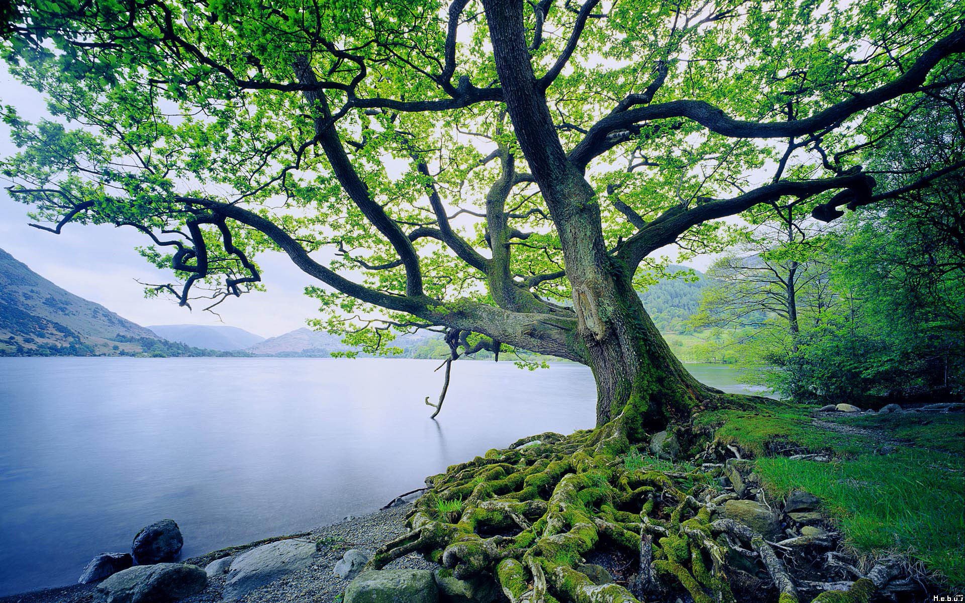 Fonds d'cran Nature Arbres - Forts 