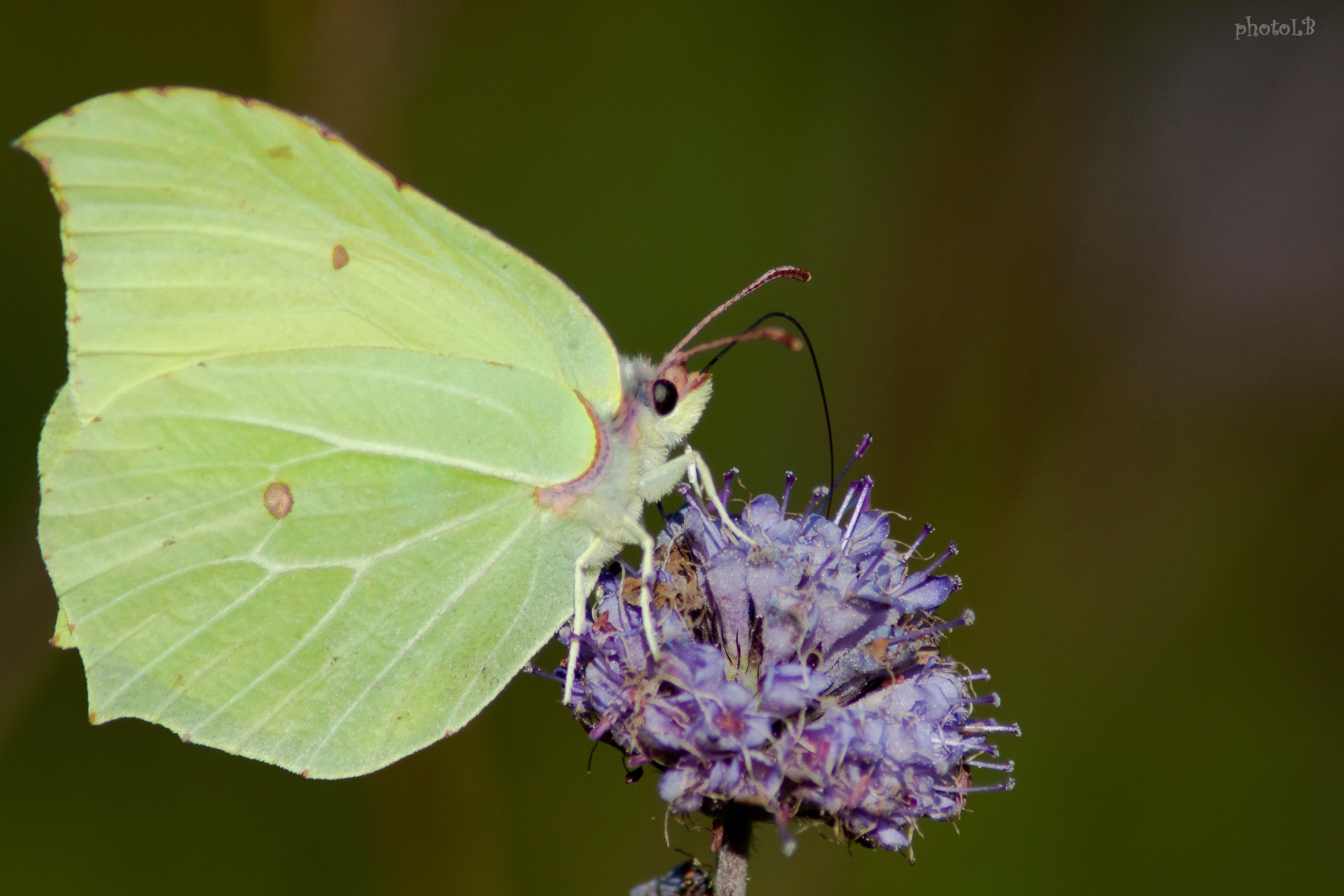 Wallpapers Animals Insects - Butterflies 