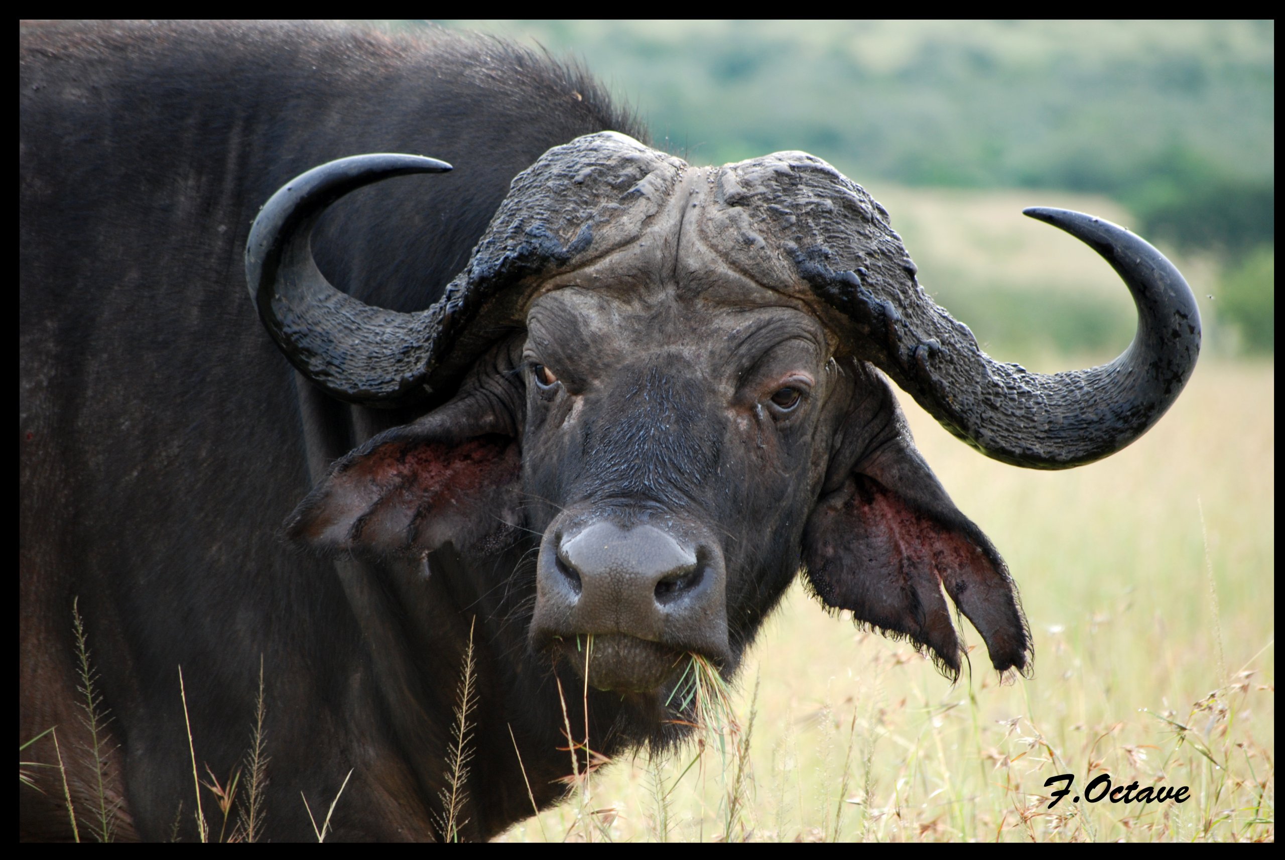 Wallpapers Animals Buffalo Buffle du Kenya