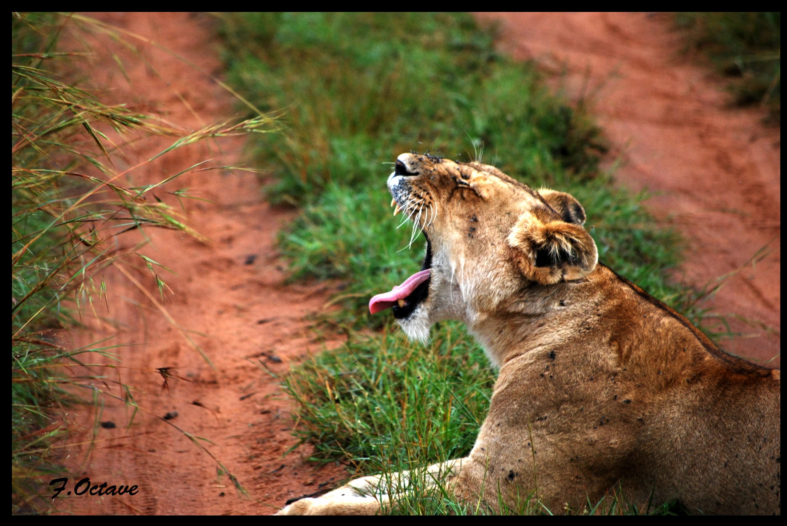 Fonds d'cran Animaux Flins - Lions Lionne fatigue !!