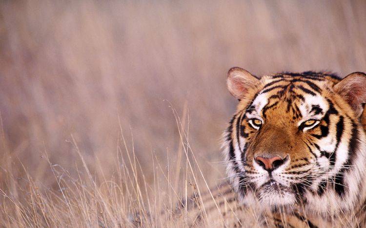 Fonds d'cran Animaux Flins - Tigres animaux chevaux tigre chenille