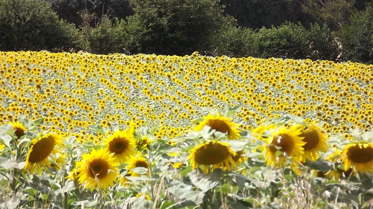 Wallpapers Nature Flowers Champ de Tournesol