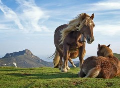  Animaux animaux chevaux tigre chenille