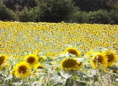  Nature Champ de Tournesol