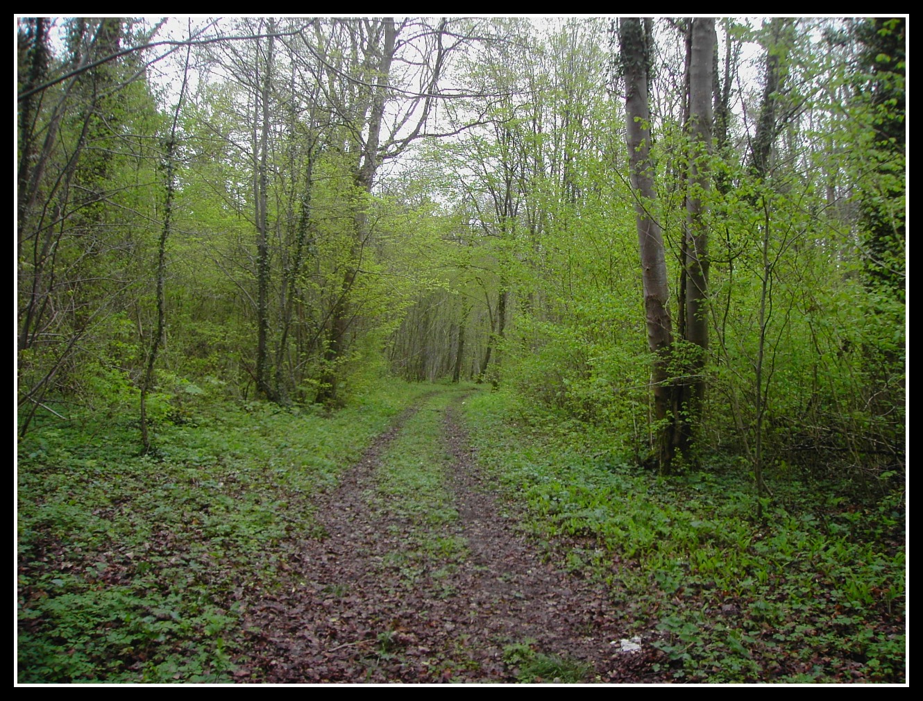 Fonds d'cran Nature Arbres - Forts foret