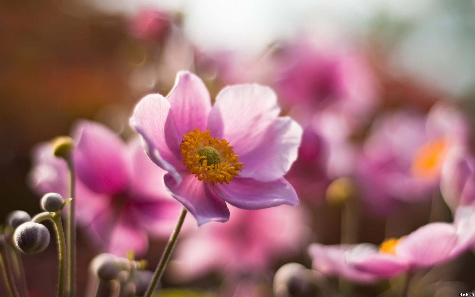 Fonds d'cran Nature Fleurs 